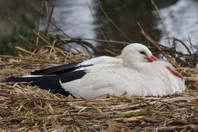 White stork sitting in a nest at the lake