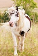 white brown horse on the pasture