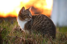 sitting domestic cat in evening lights