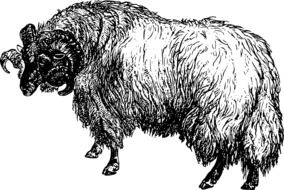 black and white drawing of a horned sheep