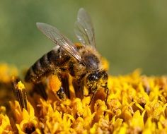 Honey Bee Collecting Pollen, macro