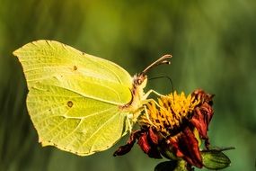 macro view of gonepteryx rhamni butterfly sitting in the dried flower