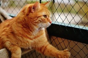 red cat looks into the distance through the net