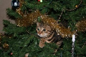 Cat on Christmas Tree