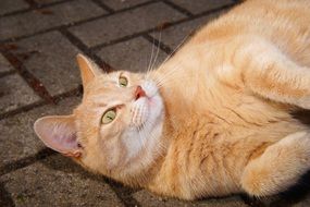 red cat lies on the ground