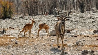 Kudus in Africa