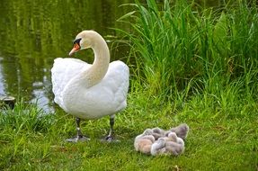 Family of the swans