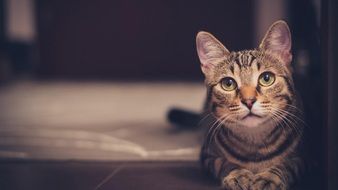 reclining cat with green eyes