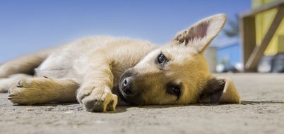 cute puppy on the sandy beach