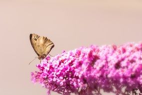 macro photo of the butterfly on a lilac