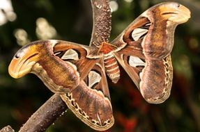 Benalmaacutedena Mariposario butterfly