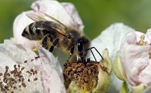 honey bee on a wild rose flower, macro
