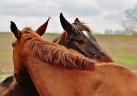 there is harmony between two horses