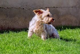 Yorkshire Terrier on the green meadow