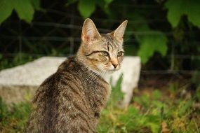domestic tiger kitten