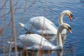 Two swans in lake