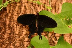 black velvet butterfly close up