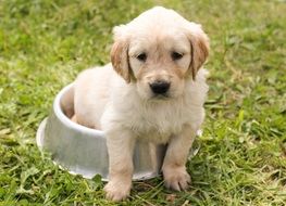 puppy of golden retriever on the meadow