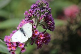 white butterfly on a bright purple flower