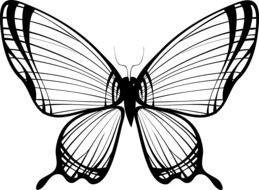 butterfly as a black and white graphic image