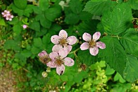 pink flowers with green leaves in the garden