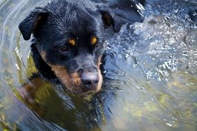 Rottweiler Puppy