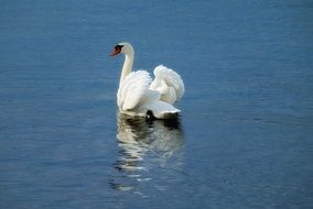 Swan with open wings on a water