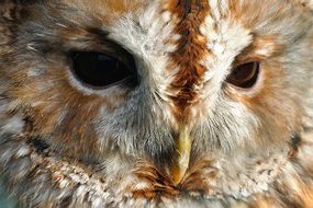 brown owl's face