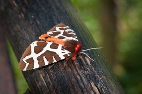 Butterfly Brown Bear