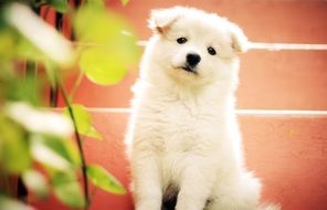 sitting white fluffy puppy