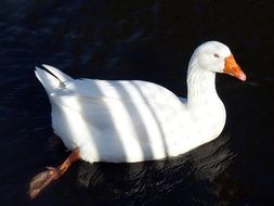 goosein the shadows