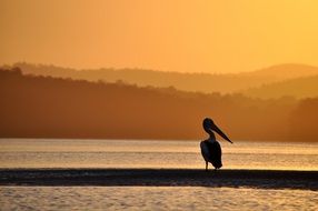 Pelican on a lake bank