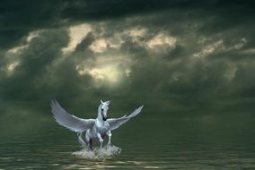 Pegasus on a water