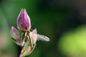 Komarnitsa on a flower bud
