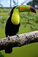 toucan with a big yellow beak