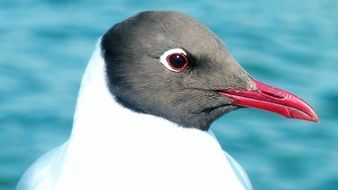 sea gull with a red beak on a background of water