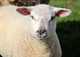 white farm sheep