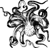 octopus as black and white illustration