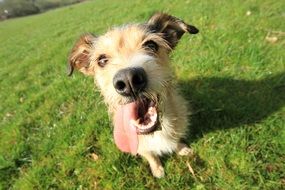 funny puppy with tongue hanging out