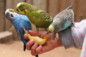 Colorful budgerigars on the hand