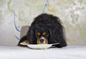 king charles spaniel eating noodles