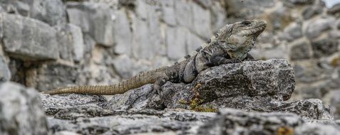 grey Iguana rests on rock