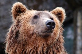 zoo Brown Bear