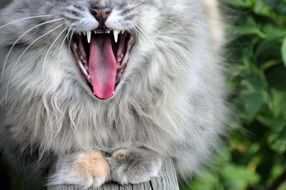 furry cat yawns