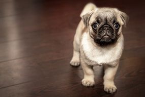 cute puppy on a wooden floor