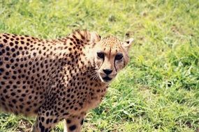 portrait of wild Cheetah Animal