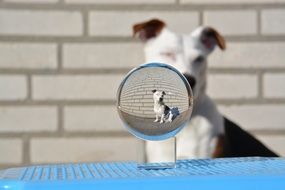 Jack Russell and the glass ball