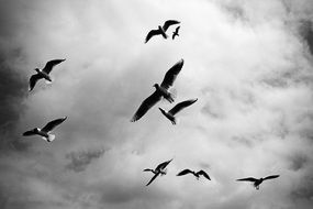 flock of birds in the stormy sky