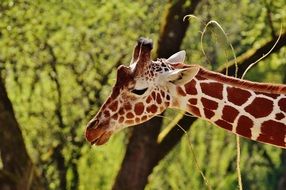 giraffe at the zoo in Munich