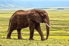 Elephant in Africa